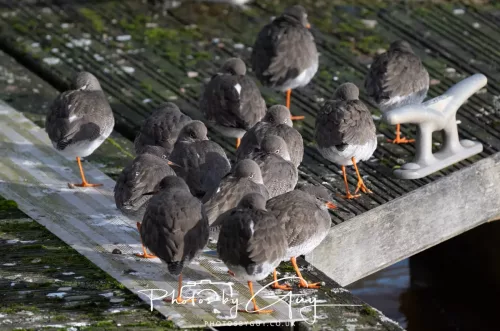 24 Jan 2026 - Whitehaven harbour walk