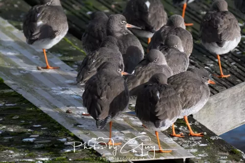 24 Jan 2026 - Whitehaven harbour walk