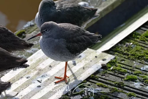 24 Jan 2026 - Whitehaven harbour walk