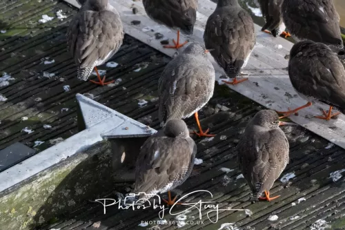 24 Jan 2026 - Whitehaven harbour walk