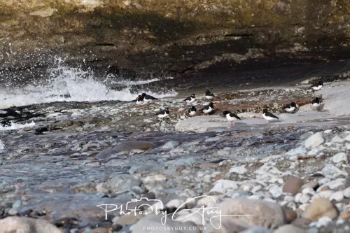24 Jan 2026 - Whitehaven harbour walk