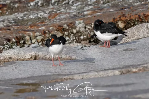 24 Jan 2026 - Whitehaven harbour walk