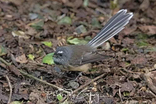 March 2025 : New Zealand South Island, Franz Joseph Fantail