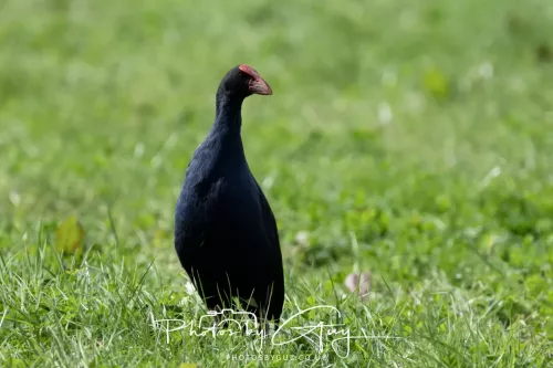 March 2025 : New Zealand South Island, Franz Joseph - Swamp Hen