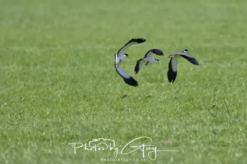 March 2025 : New Zealand South Island, Franz Joseph - Masked Lapwings