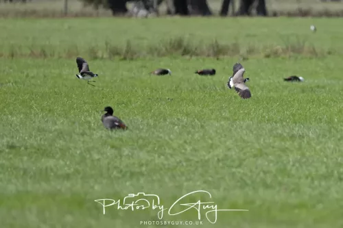 March 2025 : New Zealand South Island, Franz Joseph - Masked Lapwing
