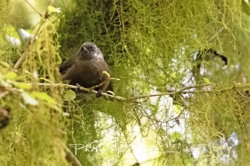 March 2025 : New Zealand South Island, Franz Joseph - 