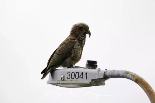 March 2025 : New Zealand South Island, Franz Joseph - Kai Bird