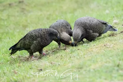March 2025 : New Zealand South Island, Franz Joseph - Kai Bird