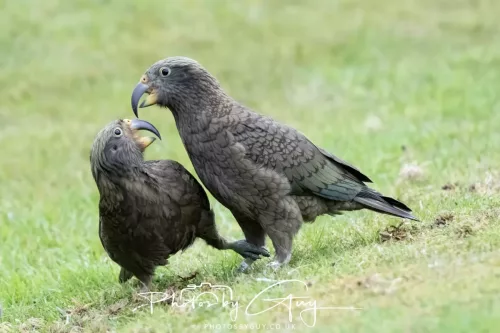 March 2025 : New Zealand South Island, Franz Joseph - Kai Bird