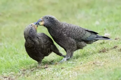 March 2025 : New Zealand South Island, Franz Joseph - Kai Bird