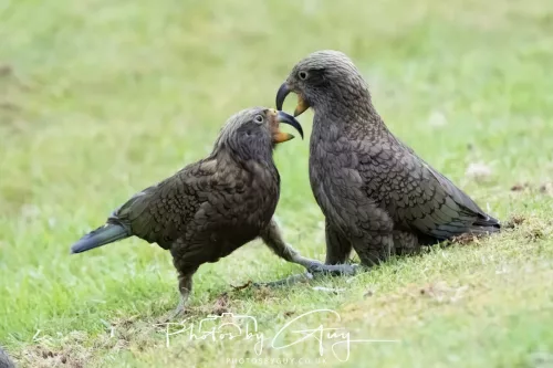 March 2025 : New Zealand South Island, Franz Joseph - Kai Bird