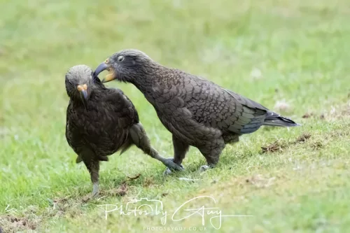 March 2025 : New Zealand South Island, Franz Joseph - Kai Bird