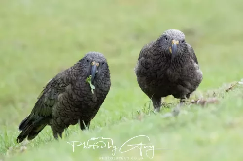 March 2025 : New Zealand South Island, Franz Joseph - Kai Bird