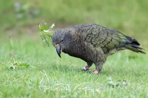 March 2025 : New Zealand South Island, Franz Joseph - Kai Bird