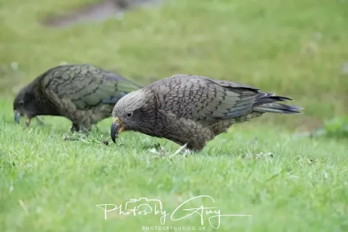 March 2025 : New Zealand South Island, Franz Joseph - Kai Bird
