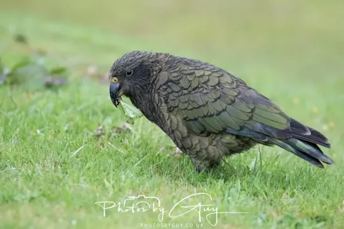 March 2025 : New Zealand South Island, Franz Joseph - Kai Bird