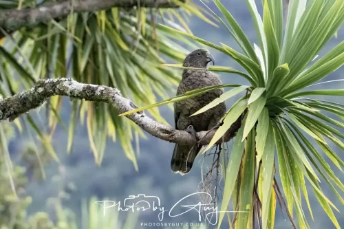 March 2025 : New Zealand South Island, Franz Joseph - Kai Bird
