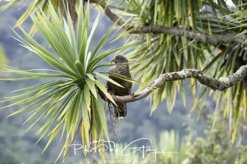 March 2025 : New Zealand South Island, Franz Joseph - Kai Bird
