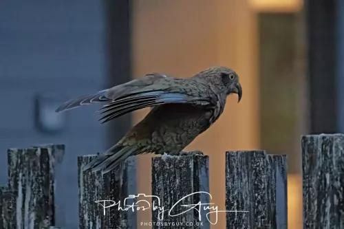 March 2025 : New Zealand South Island, Franz Joseph - Kai Bird
