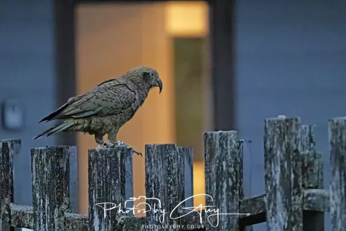 March 2025 : New Zealand South Island, Franz Joseph - Kai Bird