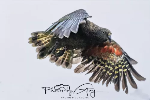 March 2025 : New Zealand South Island, Franz Joseph - Kai Bird