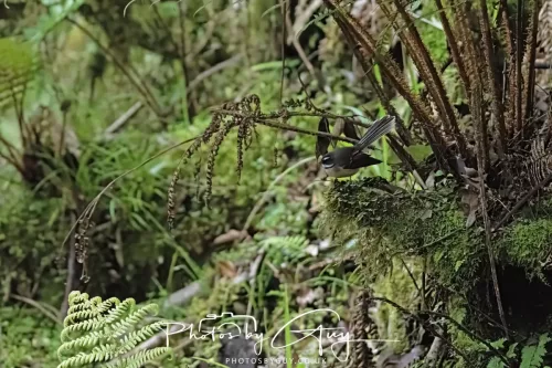 March 2025 : New Zealand South Island, Franz Joseph - Fantail