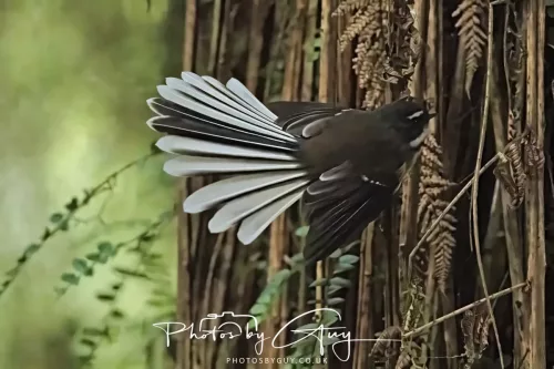 March 2025 : New Zealand South Island, Franz Joseph - Fantail