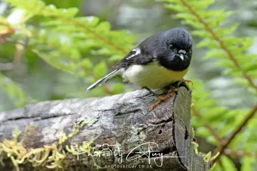 March 2025 : New Zealand South Island, Franz Joseph - Tomtit