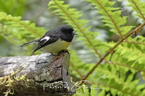 March 2025 : New Zealand South Island, Franz Joseph - Tomtit