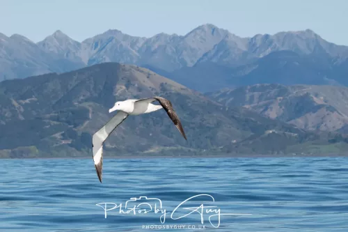 27 March 2025 - Kaikōura New zealand - White capped Albatross