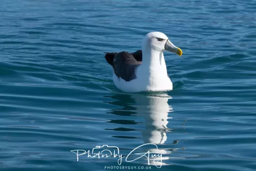 27 March 2025 - Kaikōura New zealand - Salvin's Albatross