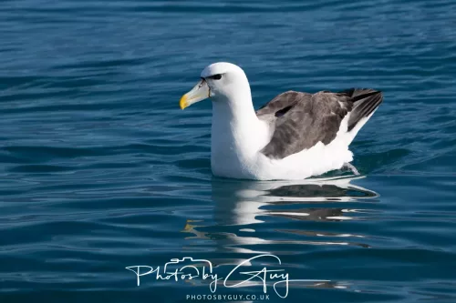 27 March 2025 - Kaikōura New zealand - Salvin's Albatross
