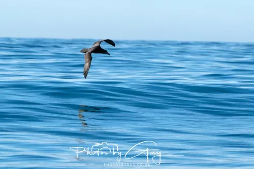 27 March 2025 - Kaikōura New zealand - Northern Giant Petrel