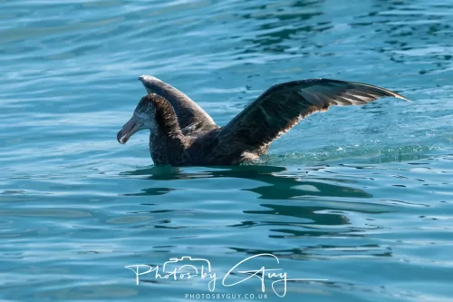 27 March 2025 - Kaikōura New zealand - Northern Giant Petrel