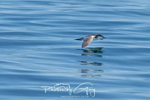 27 March 2025 - Kaikōura New zealand - Bullers Shearwater