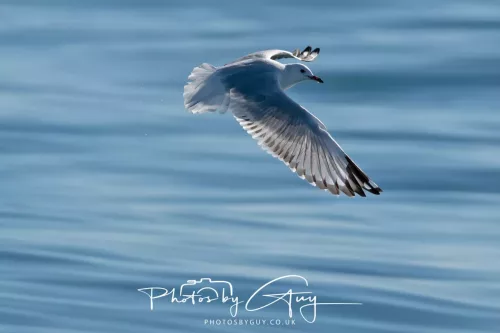 27 March 2025 - Kaikōura New zealand - Red Billed Gull