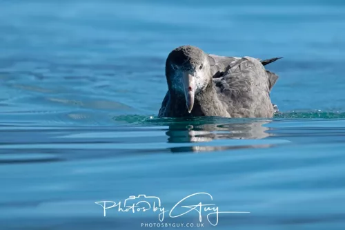 27 March 2025 - Kaikōura New zealand - Northern Giant Petrel