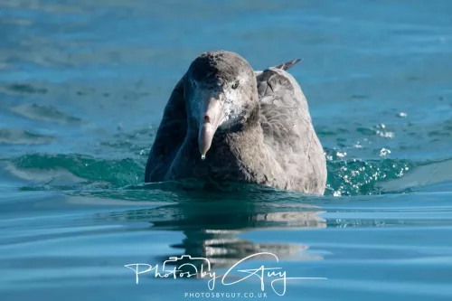 27 March 2025 - Kaikōura New zealand - Northern Giant Petrel