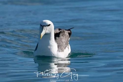 27 March 2025 - Kaikōura New zealand - White Capped Albatross