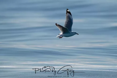 27 March 2025 - Kaikōura New zealand - Red Billed Gull