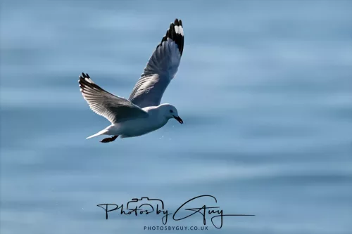 27 March 2025 - Kaikōura New zealand - Red Billed Gull