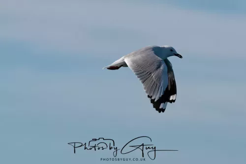 27 March 2025 - Kaikōura New zealand - Red Billed Gull