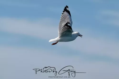 27 March 2025 - Kaikōura New zealand - Red Billed Gull