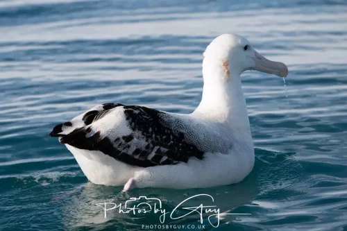 27 March 2025 - Kaikōura New zealand - wandering Albatross