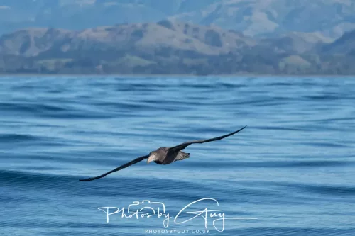 27 March 2025 - Kaikōura New zealand - Northern Giant Petrel
