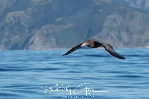 27 March 2025 - Kaikōura New zealand - Northern Giant Petrel