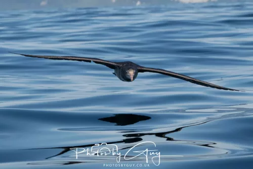 March 2025 - Kaikōura New zealand -northern petrel