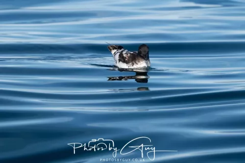 March 2025 - Kaikōura New zealand -cape petrel