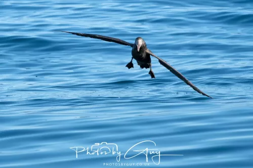 March 2025 - Kaikōura New zealand -northern petrel